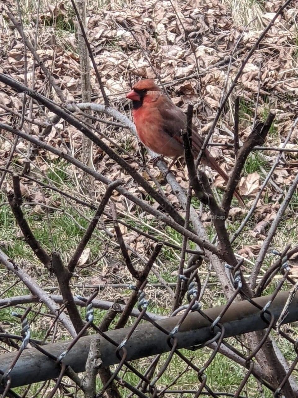 Cardinal