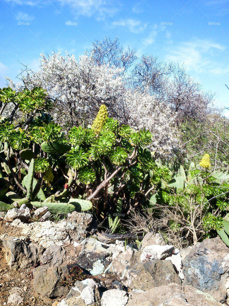 Ruta de los almendros en flor