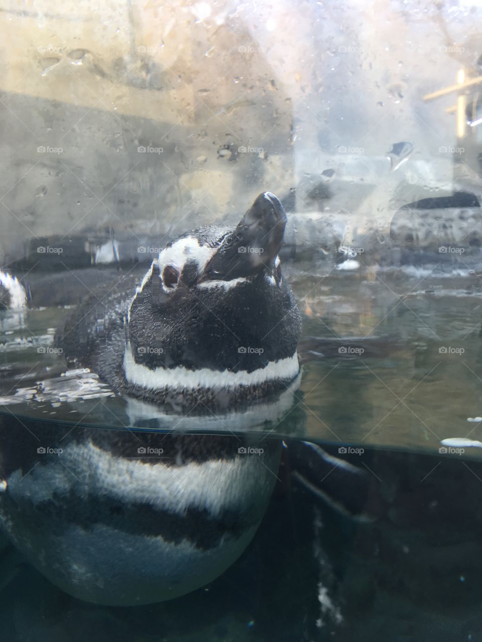 Curious penguin of the Pacific Aquarium in CA.