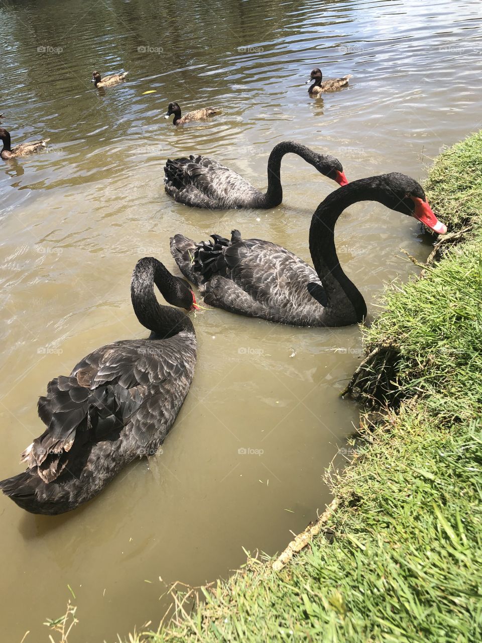 Black swans