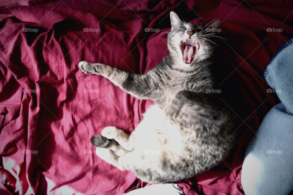 fun cat sleeping animal by adrianocastelli