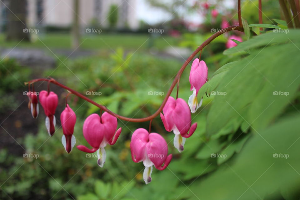 Bleeding hearts after an April rain 