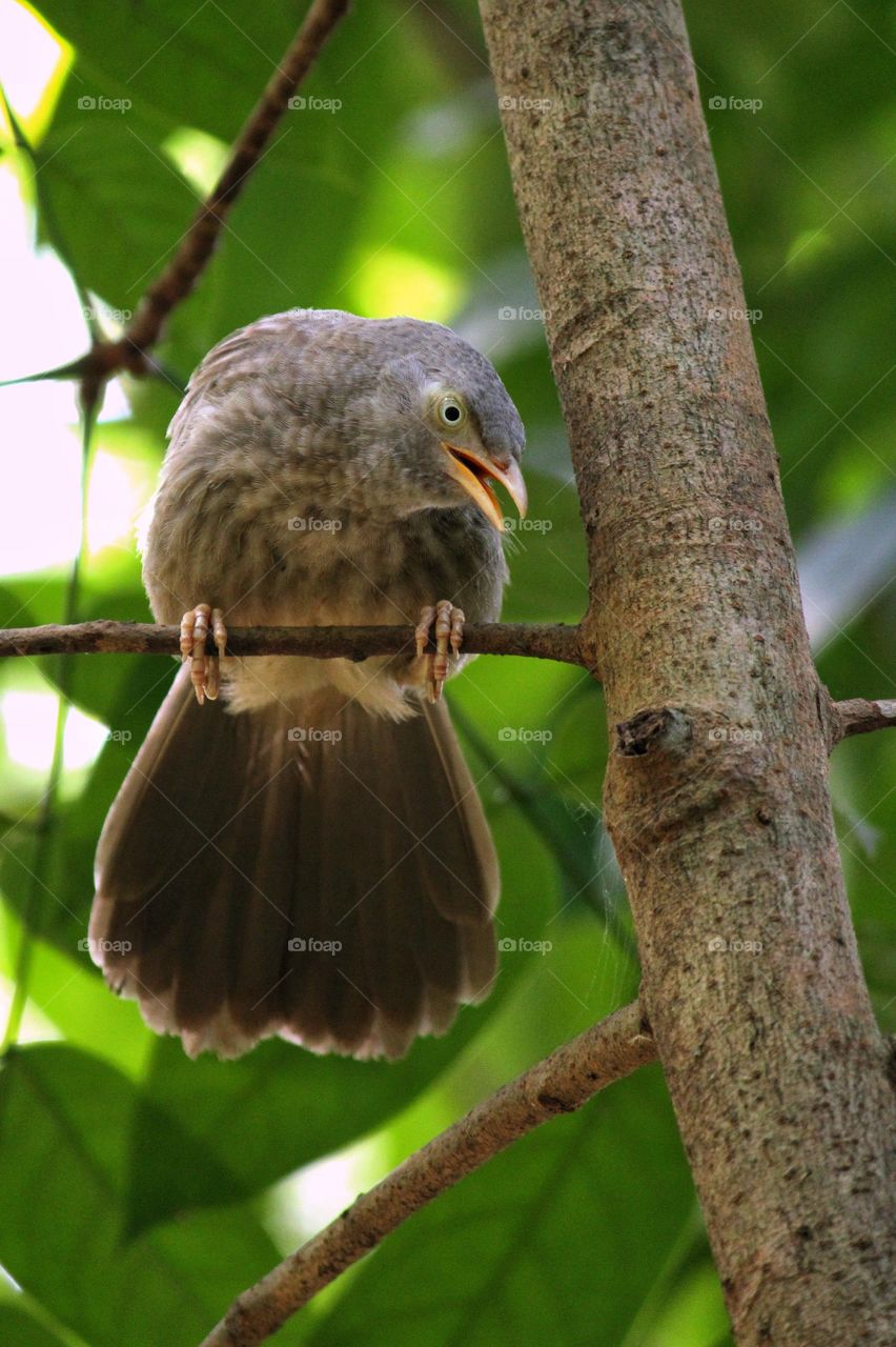 A cute looking jungle babbler staring towards camera