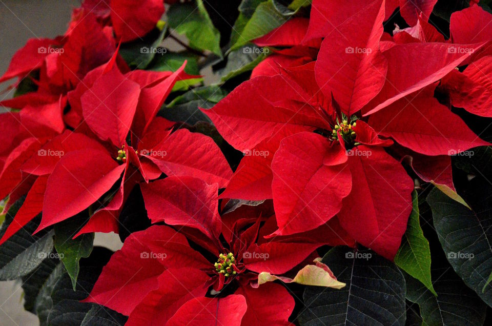 Red flowers blooming in garden
