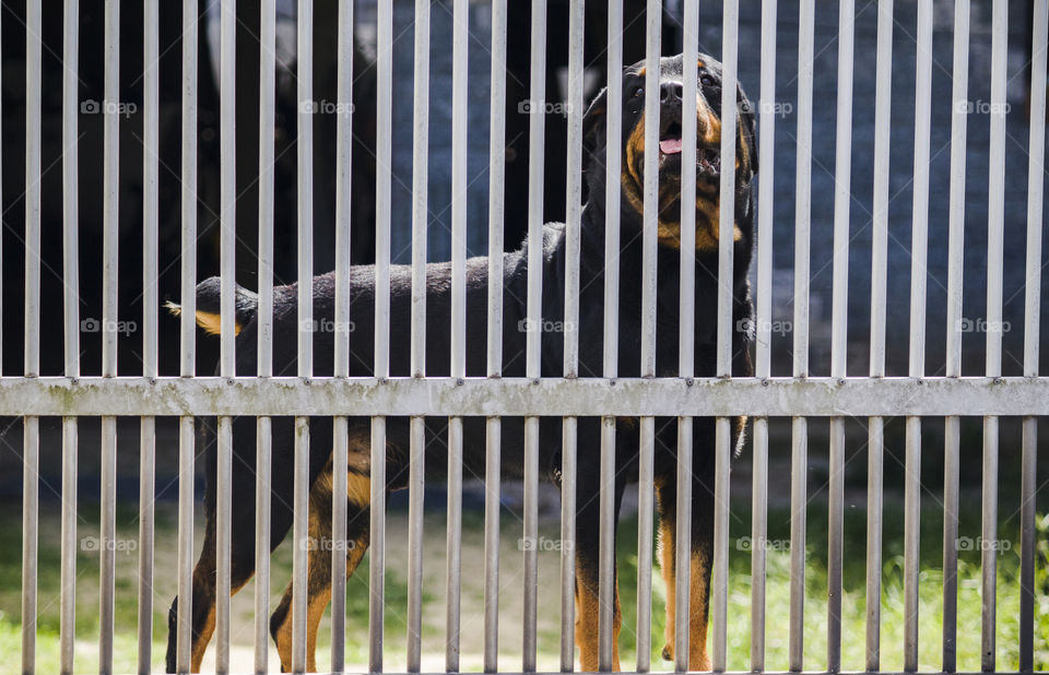 Rottweiler looking after the house