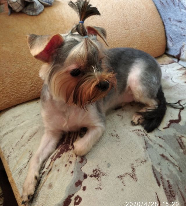 Ювентус Триумфатор 🐶😍😘