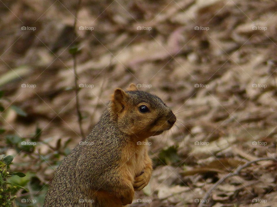 Standing squirrel in forest 