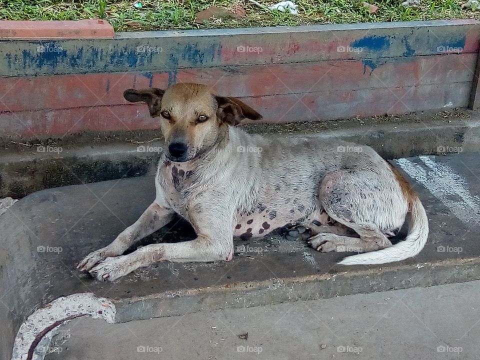 esta foto retrata um cachorro de rua abandonado pelo seu dono. todos os dias espera por ele nesta parada de ônibus.