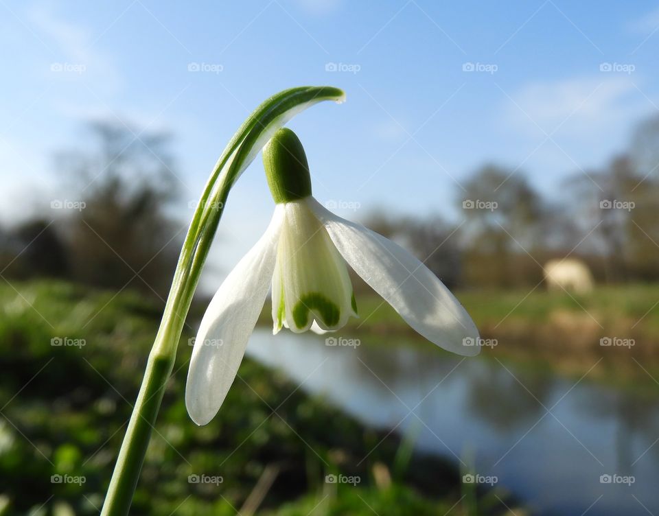Snowdrop on the river 