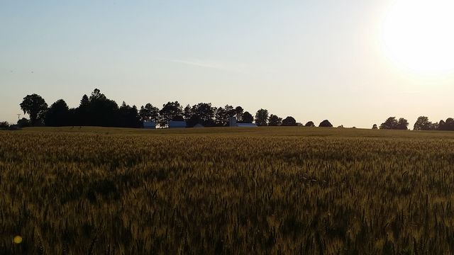 Wheat Field and Farm House