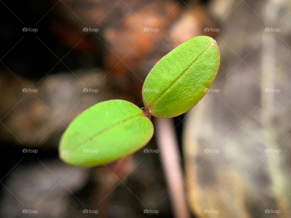 New beginnings - leaf