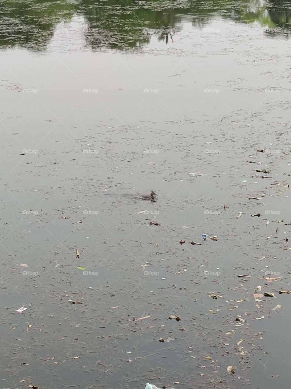 Beautiful😍 Duck🦆 floating on the water💧💦💧💧💦