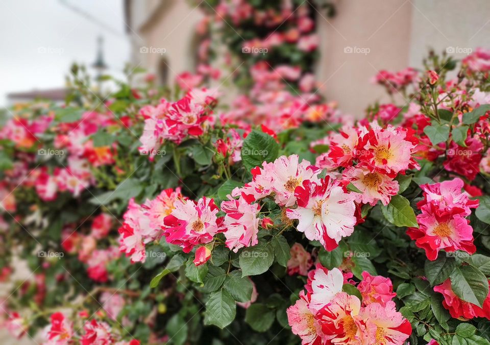 Urban nature Plants, Spring in Karlovo, Bulgaria