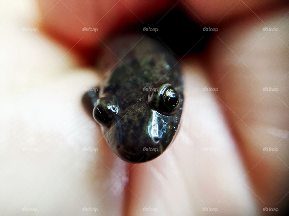 Macro of a salamander