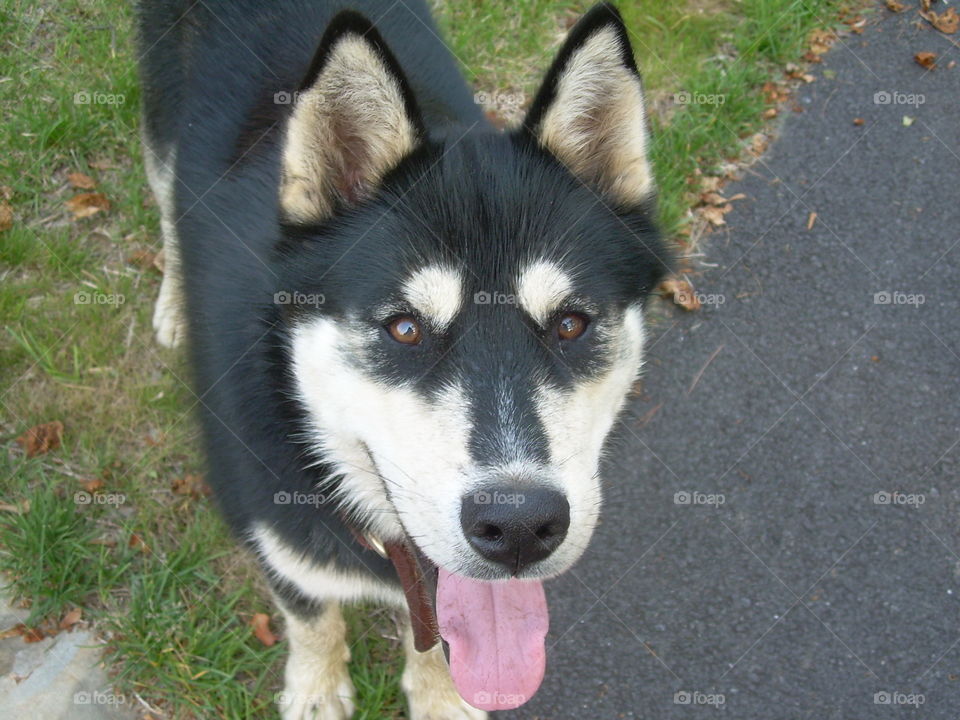 Portrait of dog with sticking out tongue