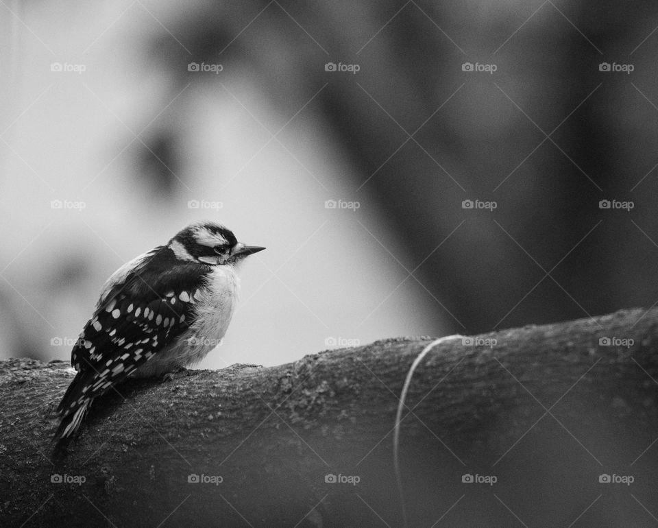 Baby woodpecker