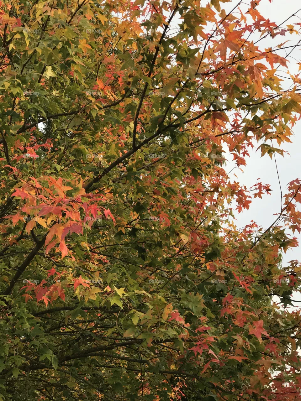 Autumn