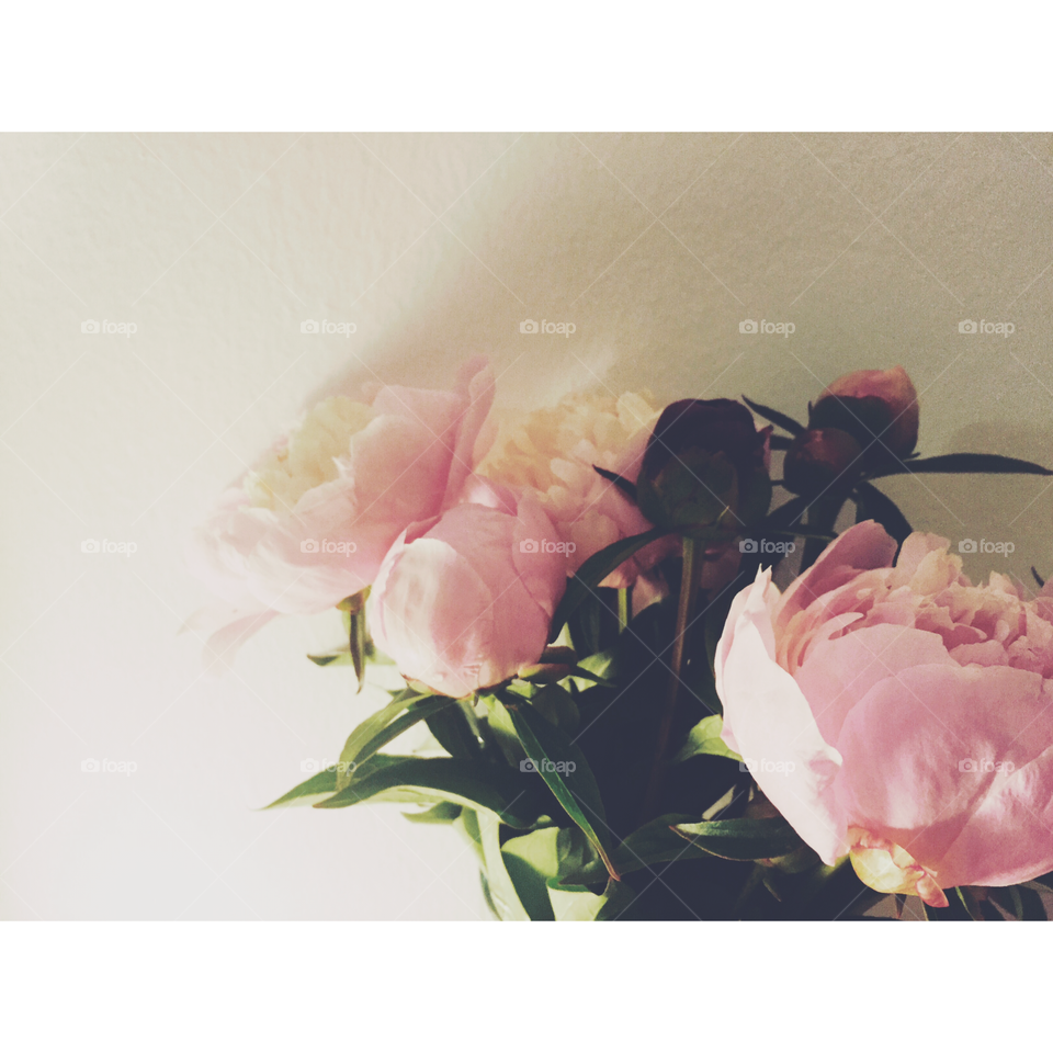 Peonies. Peonies