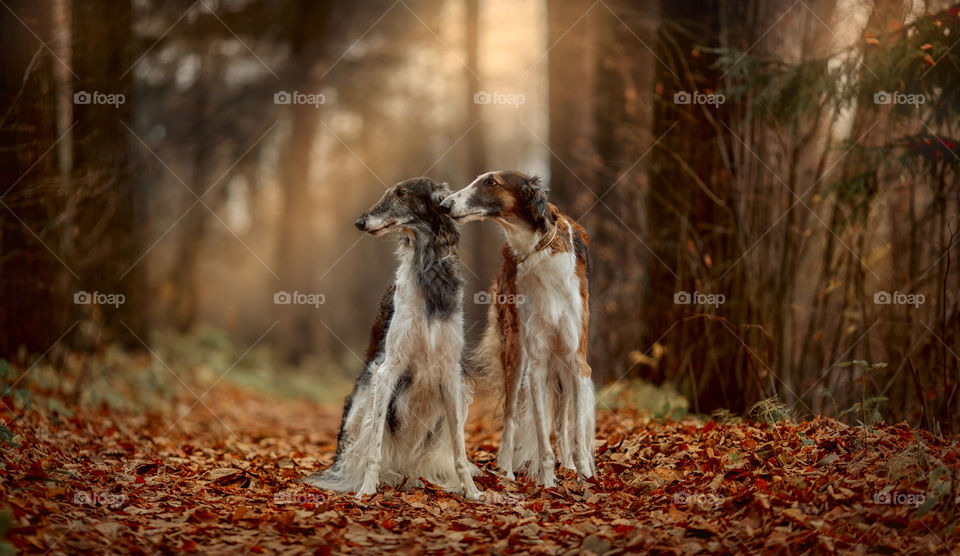 Russian borzoi dogs portrait in an autumn park