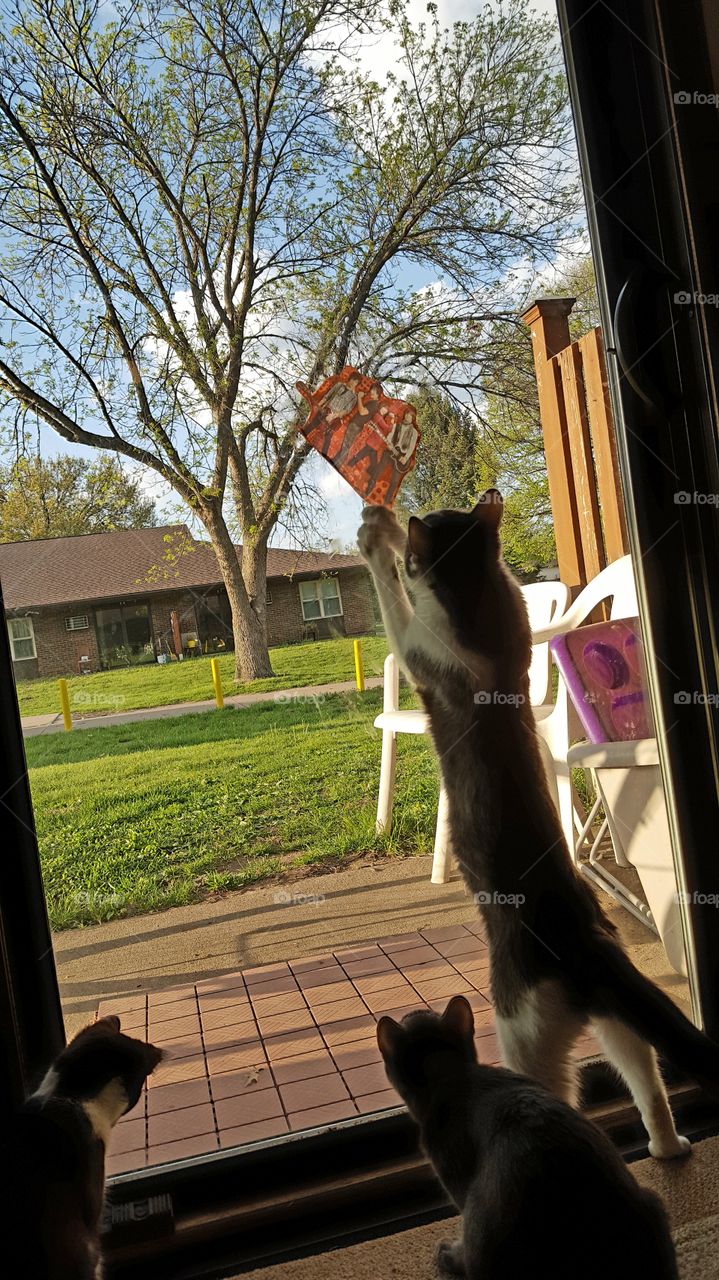 cat playing with window cling