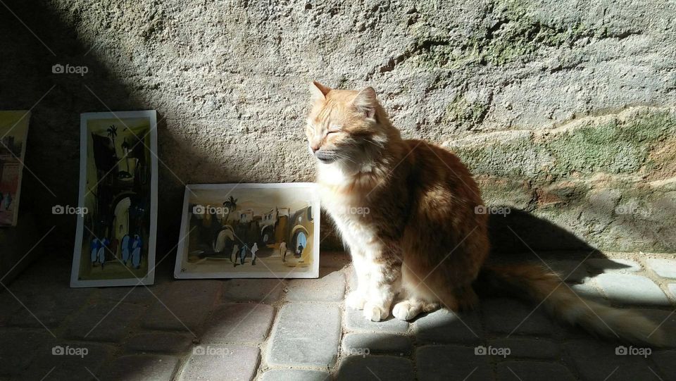 Beautiful cat looking at camera.