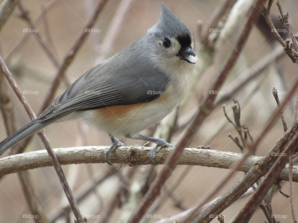 Titmouse