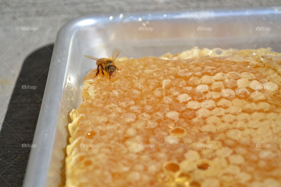 Stubborn honeybee who won't abandon her honeycomb during the harvest.