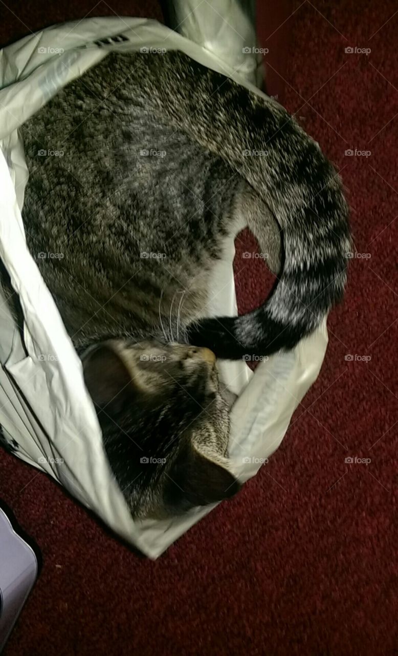 cat in a sack