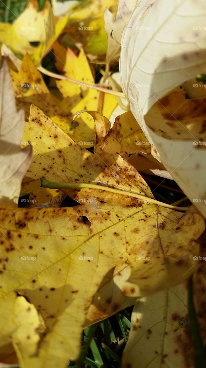 a close up of a pile of yellowing leaves