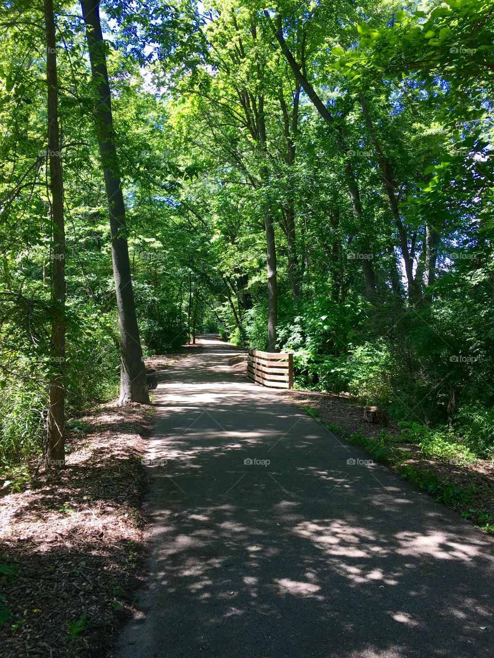 Bridge in the forest