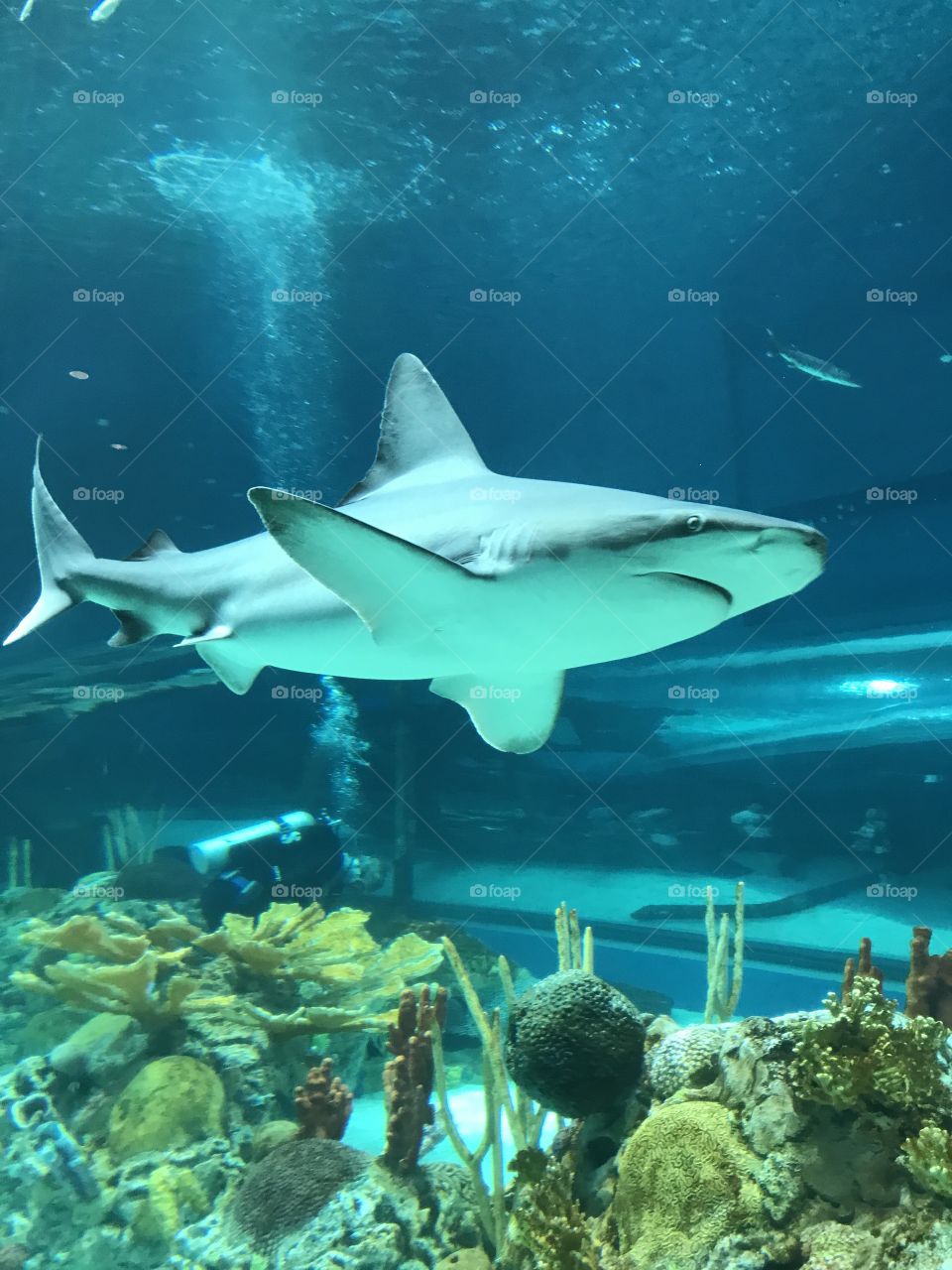 Shark
Texas state aquarium 
Corpus Christi Texas 