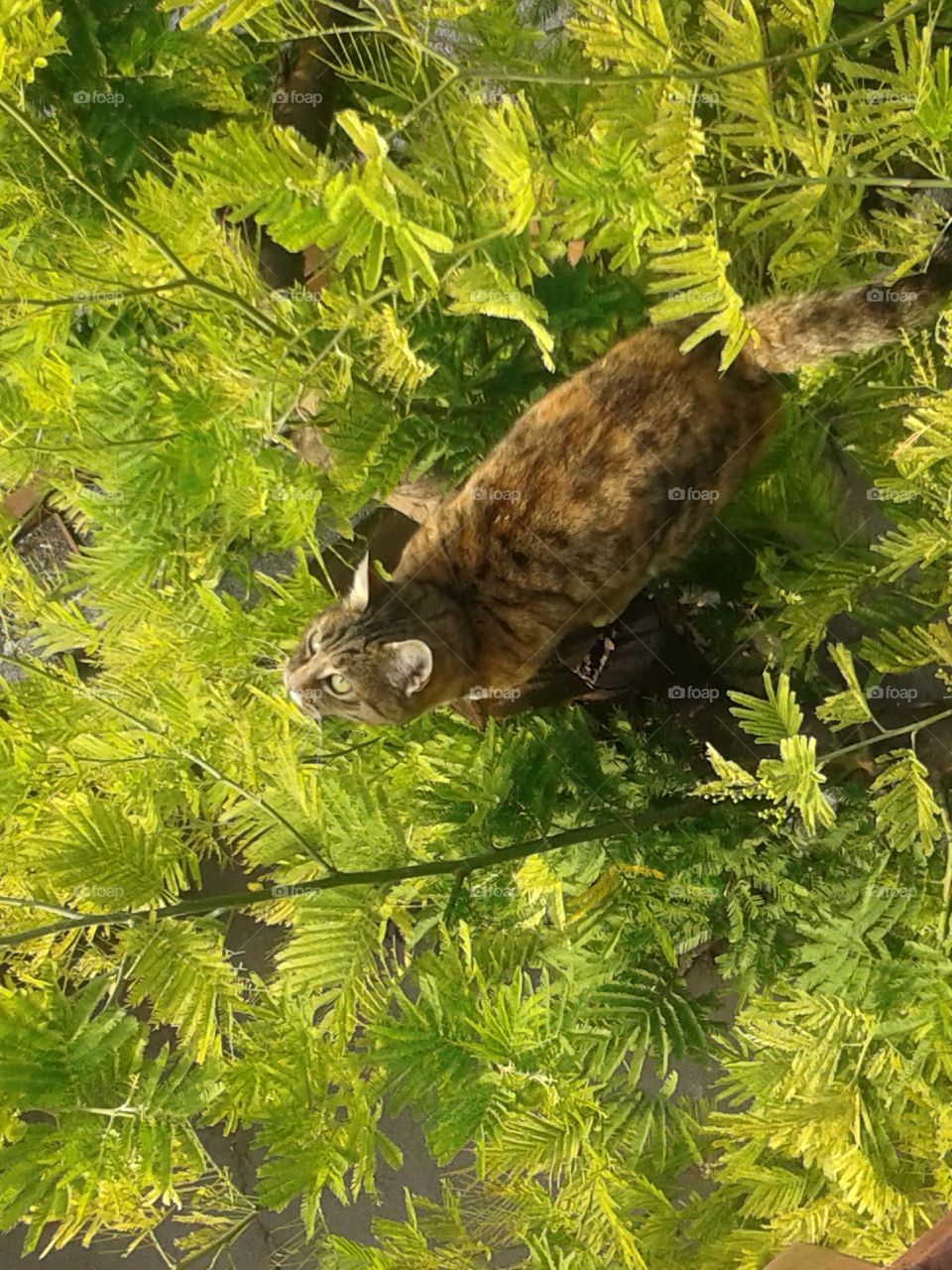 A cat standing on tree trunk