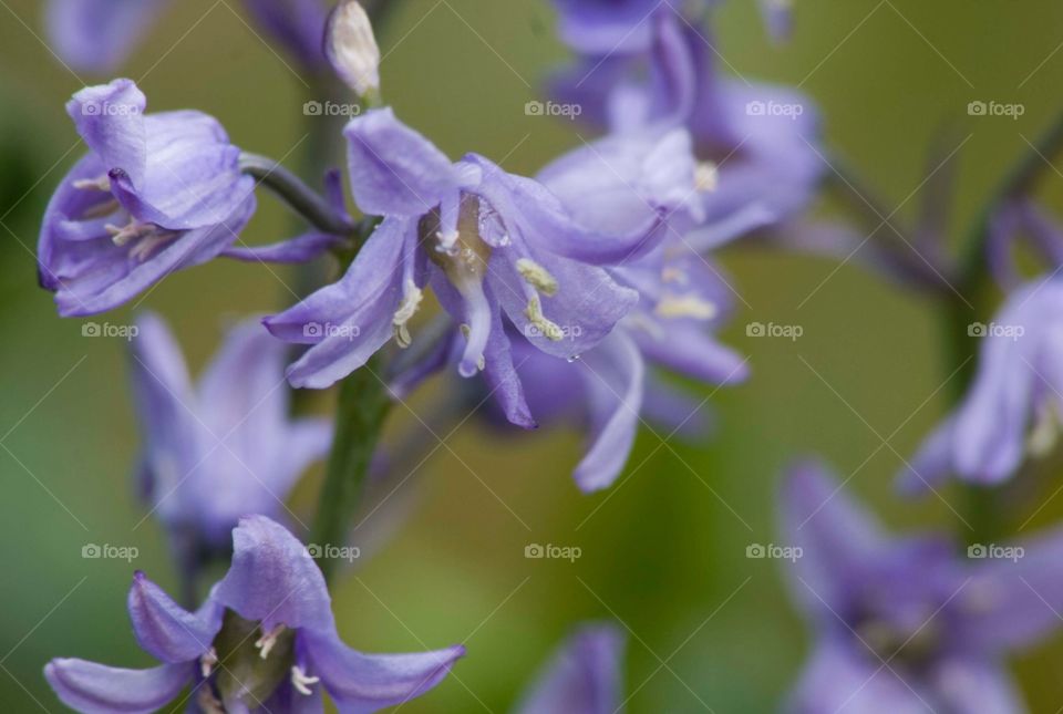 Playing with macro in my back garden. Love the shade of blue these tiny flowers have.