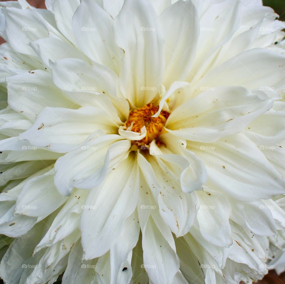 Close-up white flower