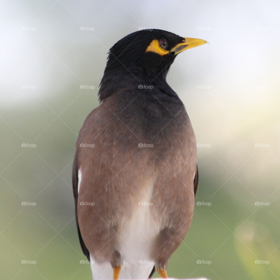 yellow grey bird standing by Ross.stuff