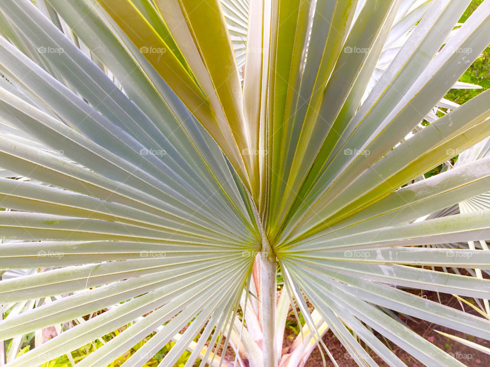 Palm fan