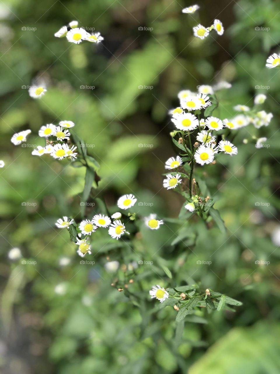 The beautiful weed beside the street 