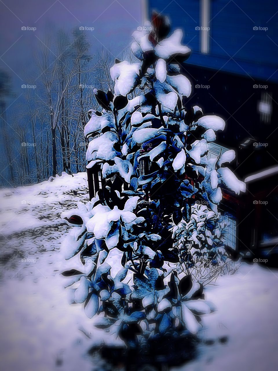 Winter, Snow, Landscape 