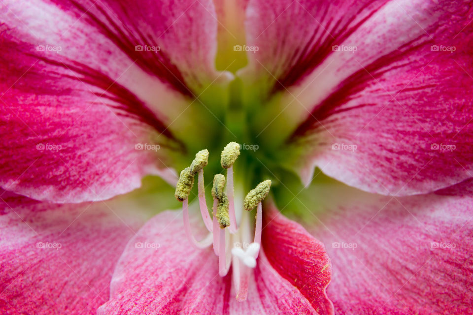 Flower closeup 