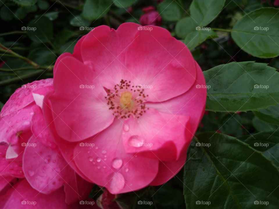 Flor rosa con gotas del rocío