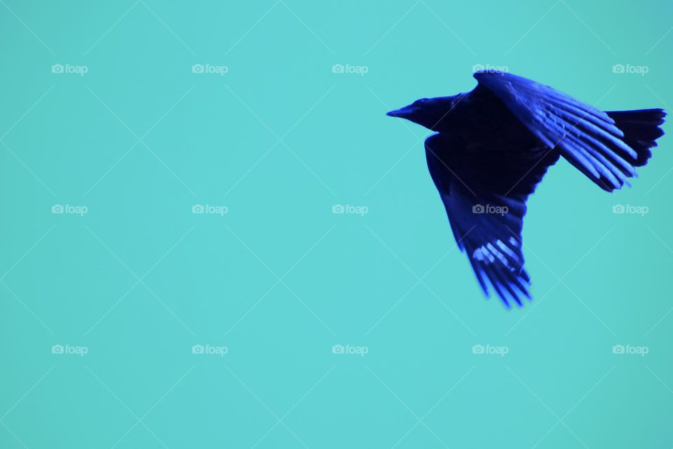 Colorized photo of a flying blue raven in the green sky