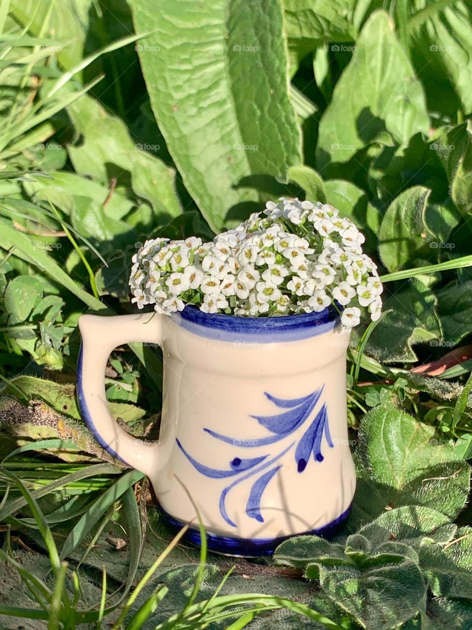 Tiny white alyssum flowers in a small blue & white jug surrounded by green leafy plants