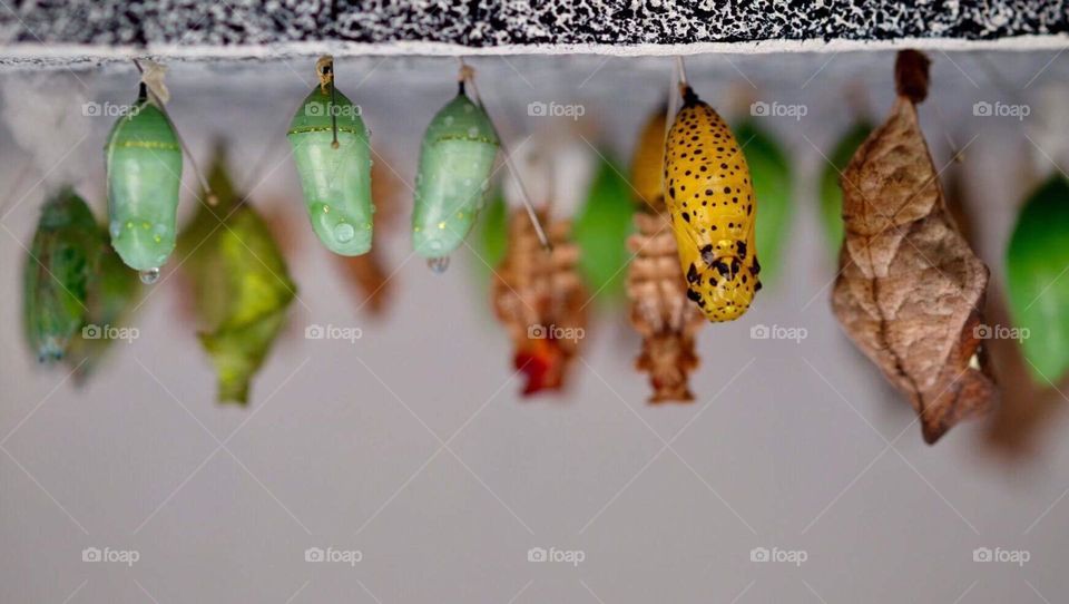 Butterfly cocoons hanging from structure, butterfly cocoons hanging down, closeup of butterfly cocoons, closeup of nature, natural beauty