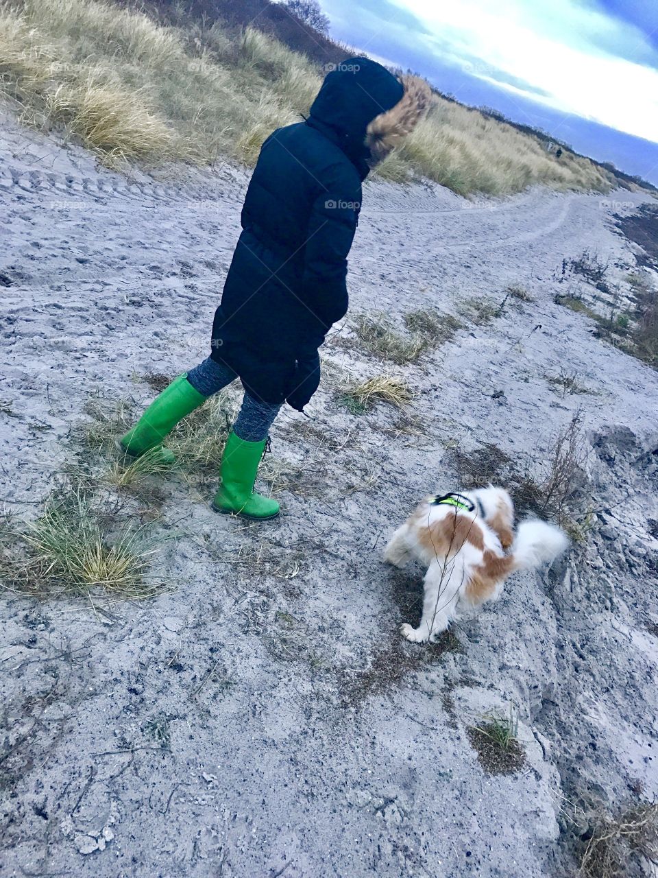 Dog Walking in Denmark 