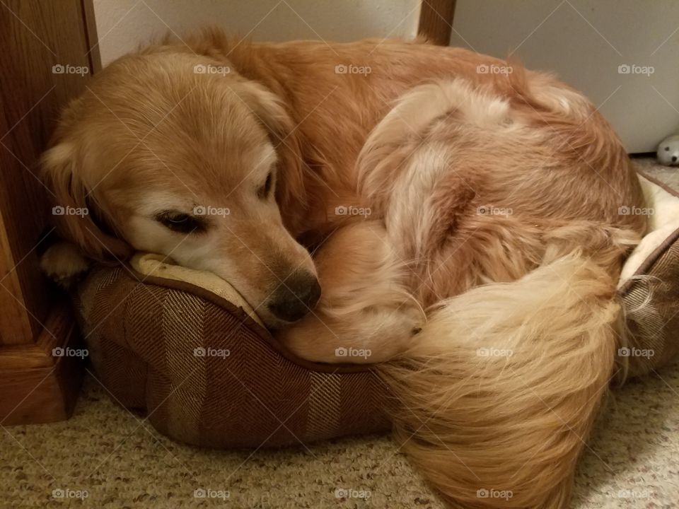 golden retriever curled up in his playmate's slightly too small dog bed