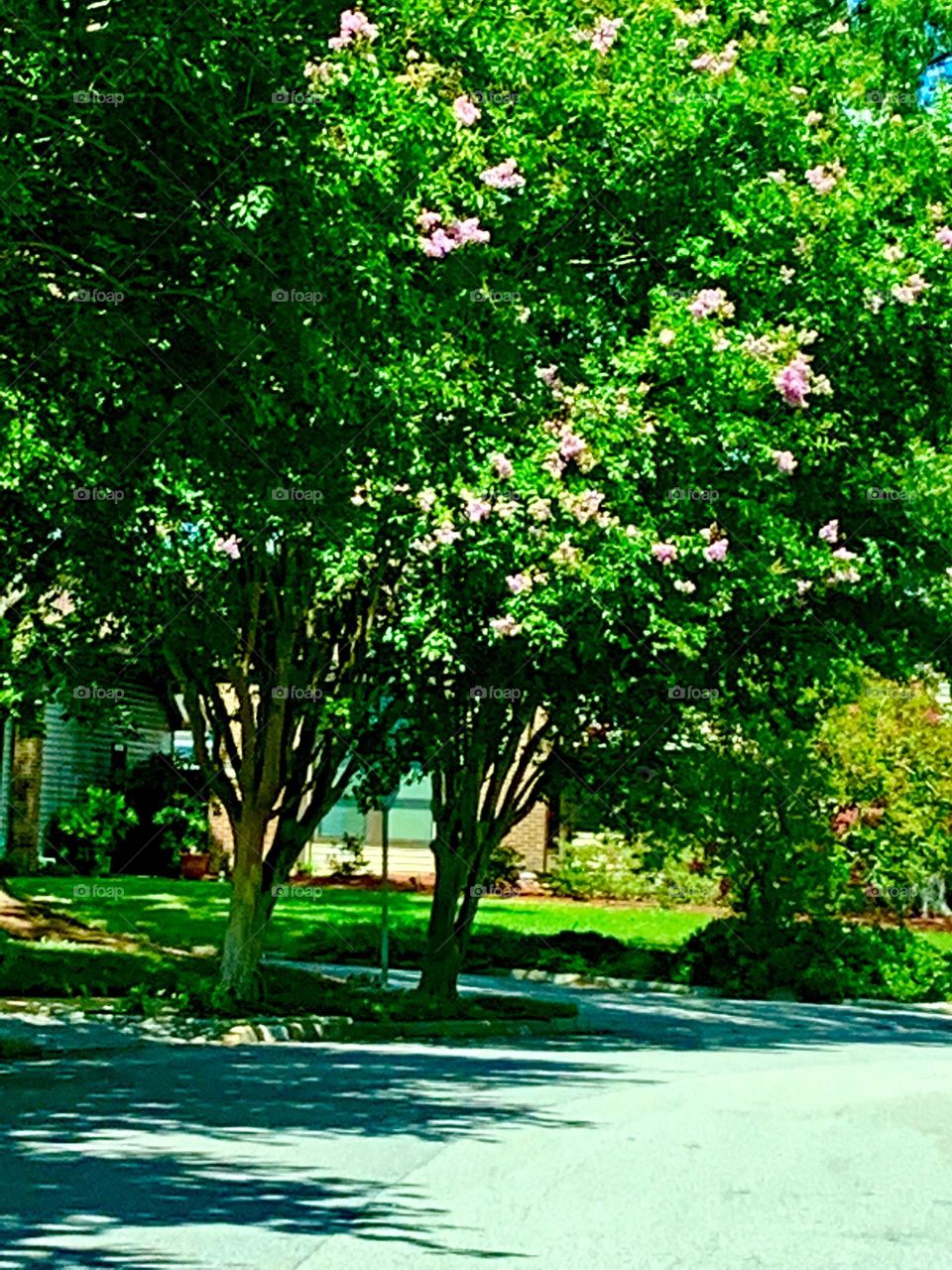 Crape Myrtle 