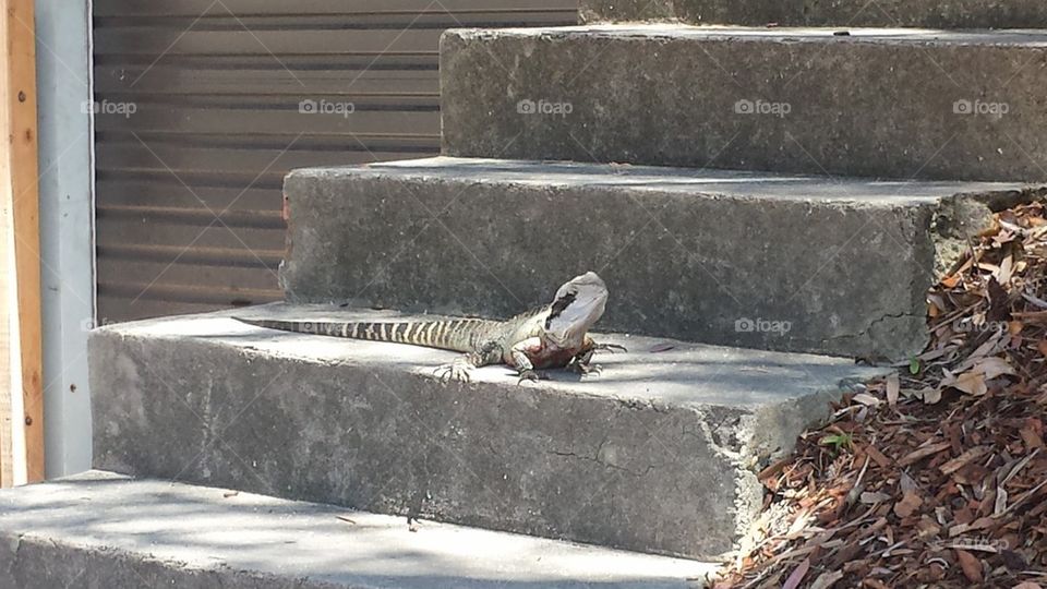 lizard chill what a warm life 