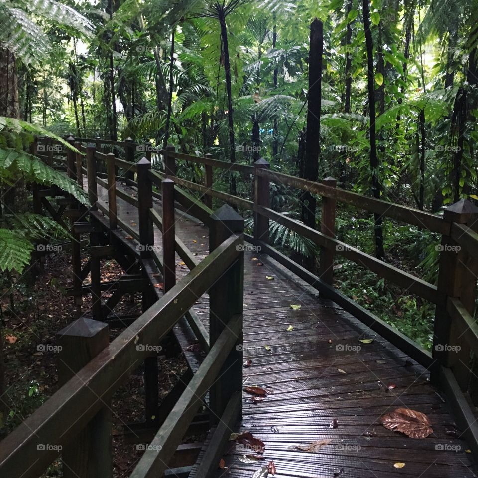 Rainforest walkway 
