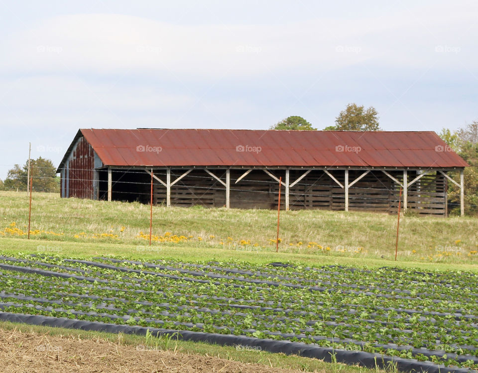 A crop growing in front of a farm shed. 