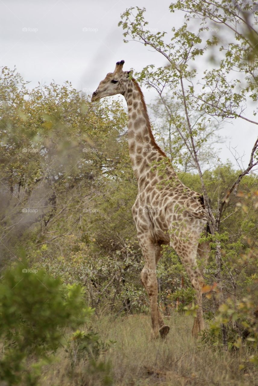 A giraffe standing tall 
